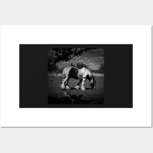 Grazing Black And White Horse Posters and Art